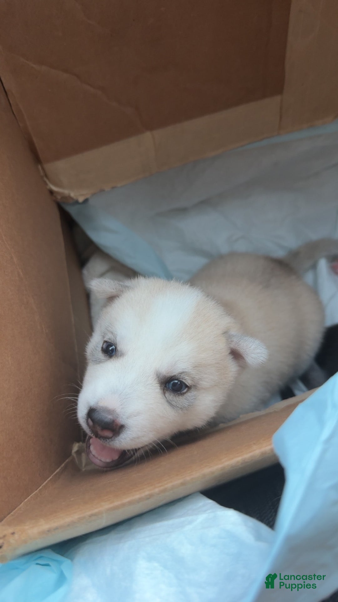 Siberian Husky dogs for sale: Boy Puppy - Image 8