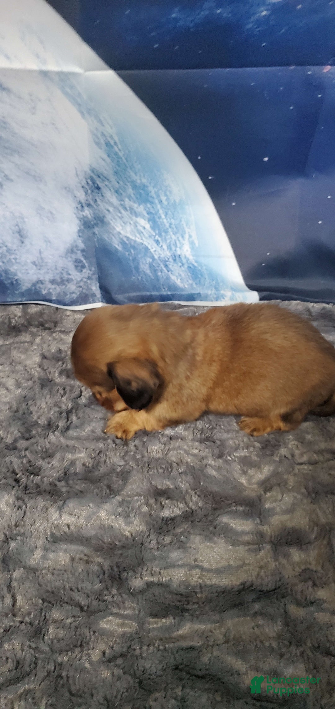 Miniature Dachshund dogs for sale: Brule - Image 2