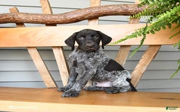 German Shorthaired Pointer dogs for sale: Briar - Image 2