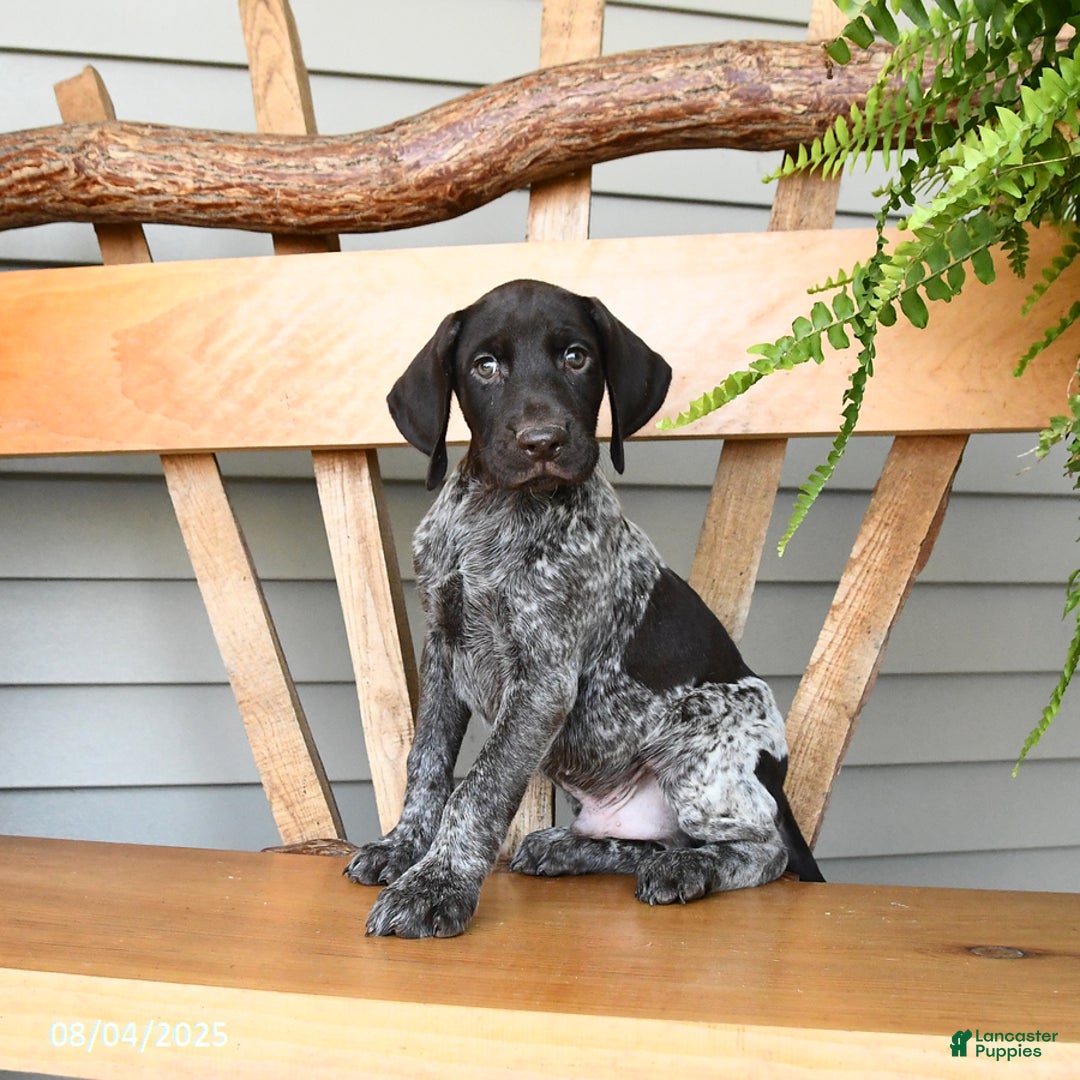 German Shorthaired Pointer dogs for sale: Briar - Image 2
