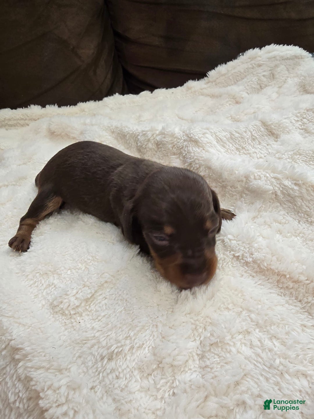 Dachshund dogs for sale: Daisy - Image 6