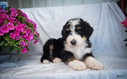 Bernedoodle dogs for sale: Joker - Image 6