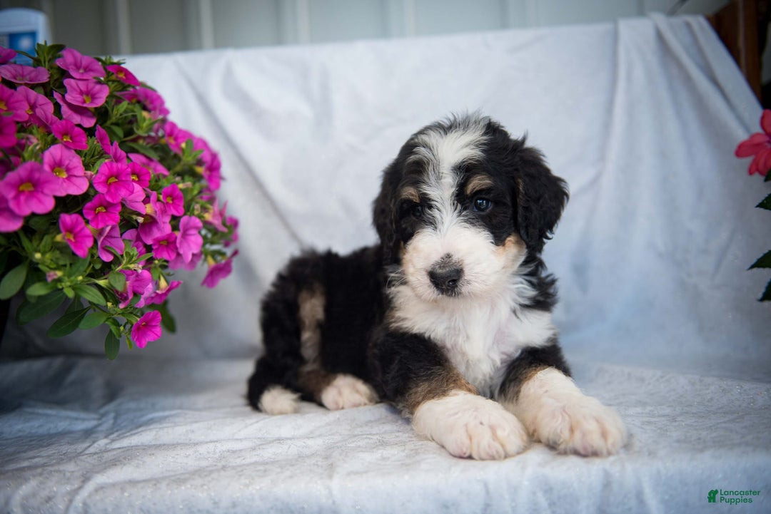 Bernedoodle dogs for sale: Joker - Image 6
