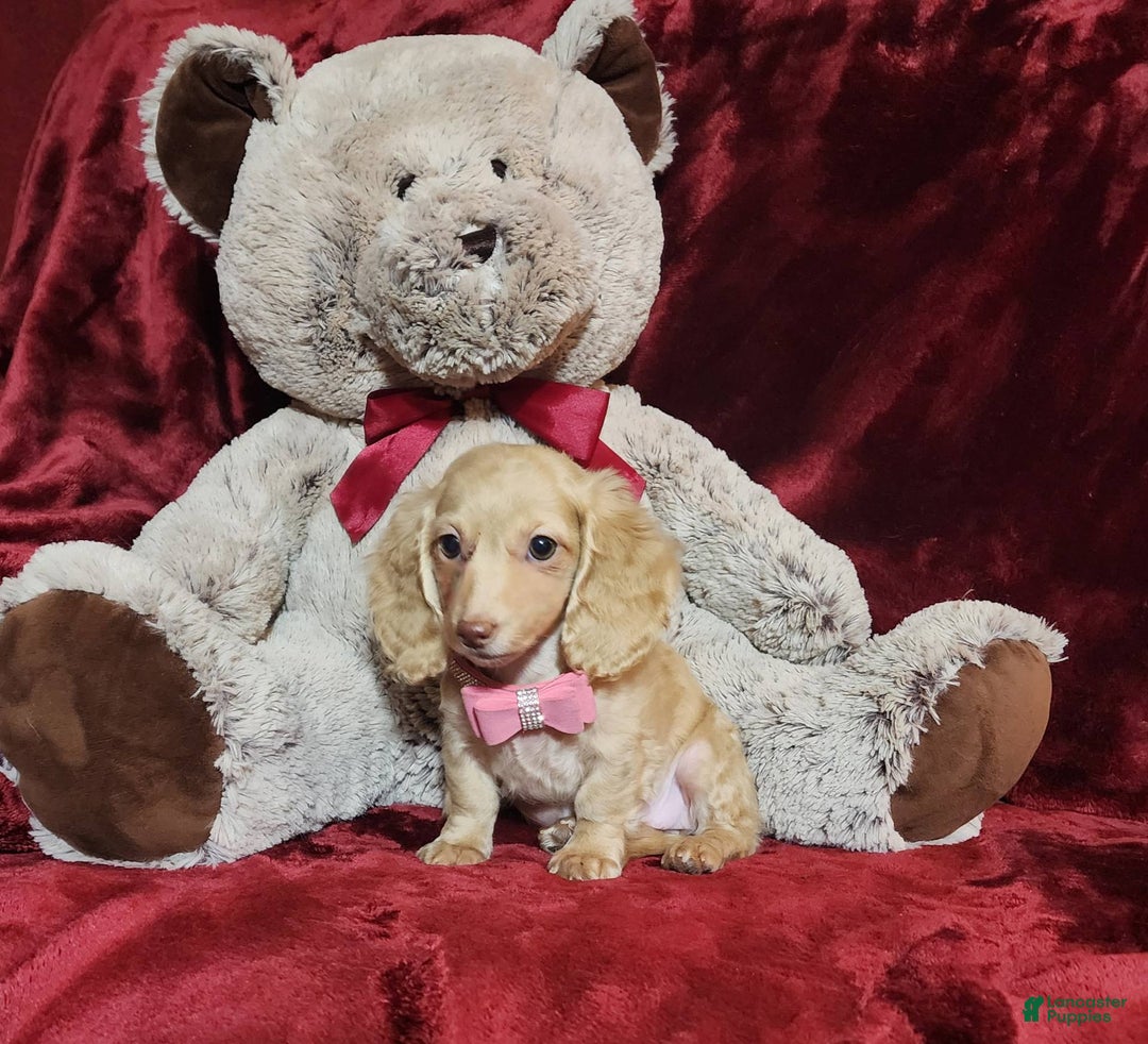 Miniature Dachshund dogs for sale: RAYA - Image 3
