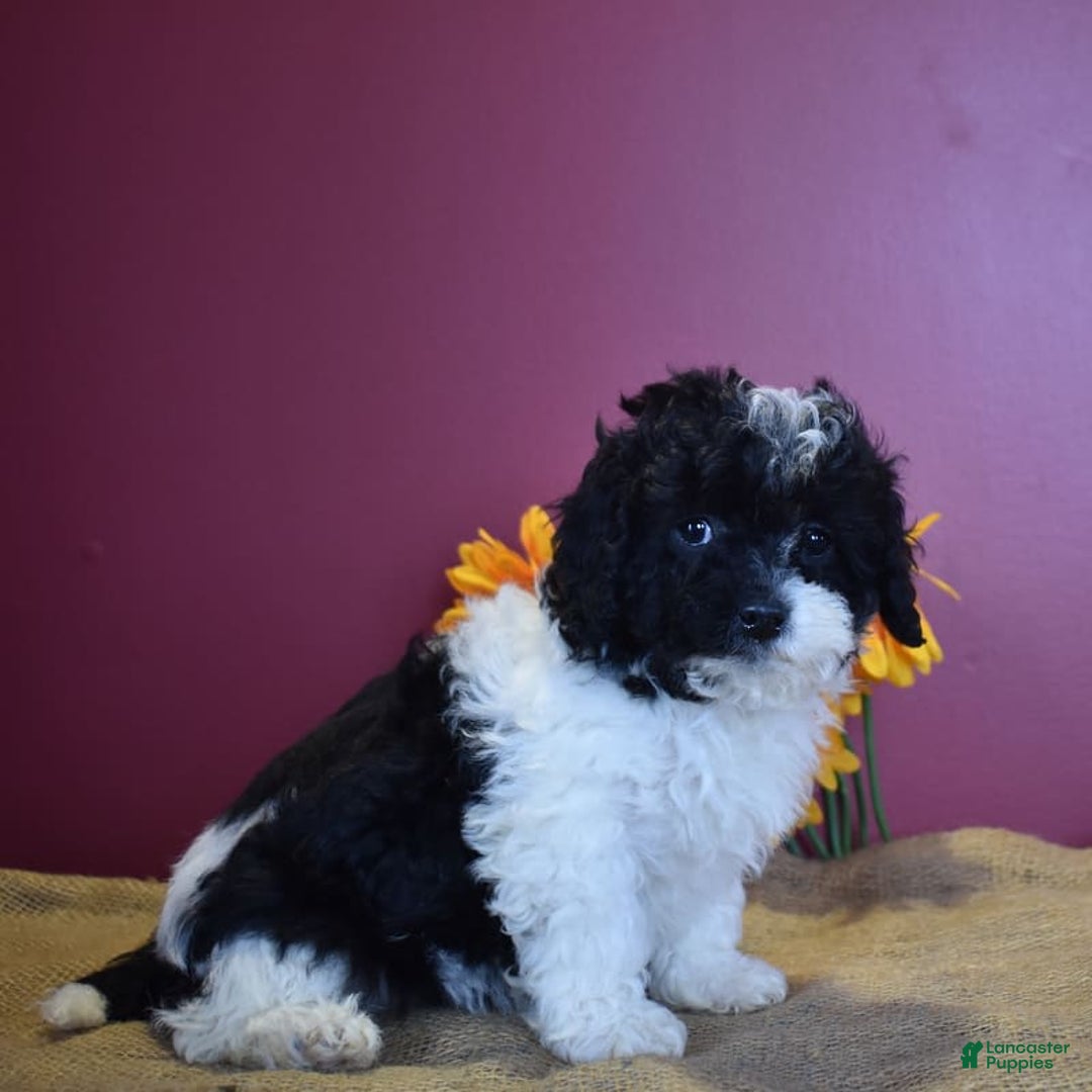 Cavapoo dogs for sale: Jasmine - Image 9