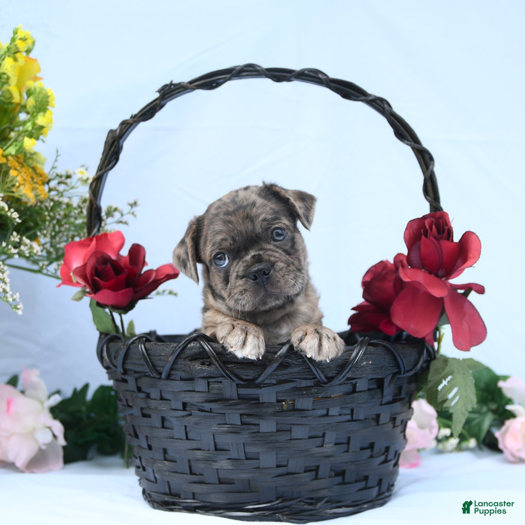 Boston Terrier dogs for sale: Comet - Image 3