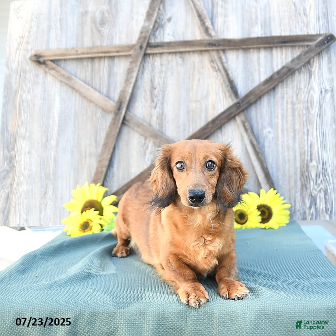 Dachshund dogs for sale: Chase - Image 6