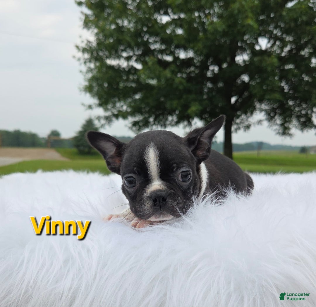 Boston Terrier dogs for sale: Vinny - Image 1