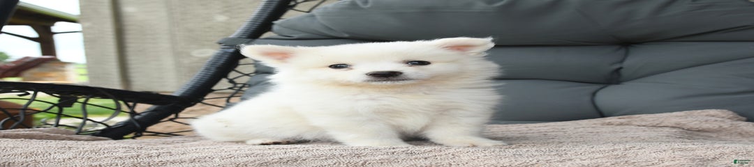 Finn