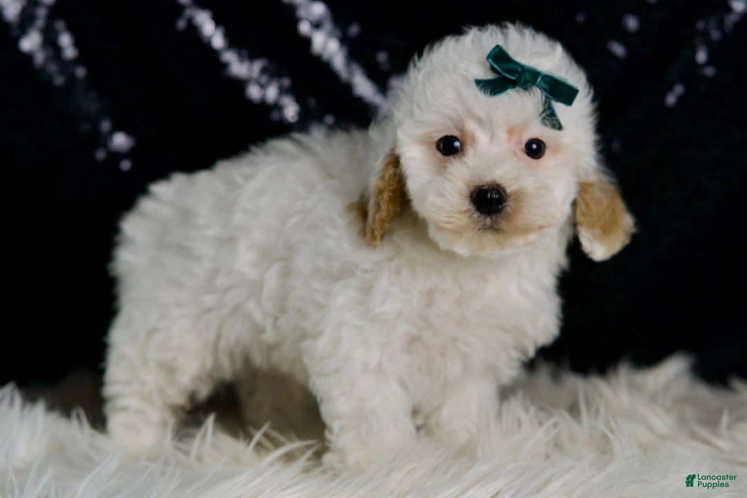 Maltipoo dogs for sale: Russel - Image 5