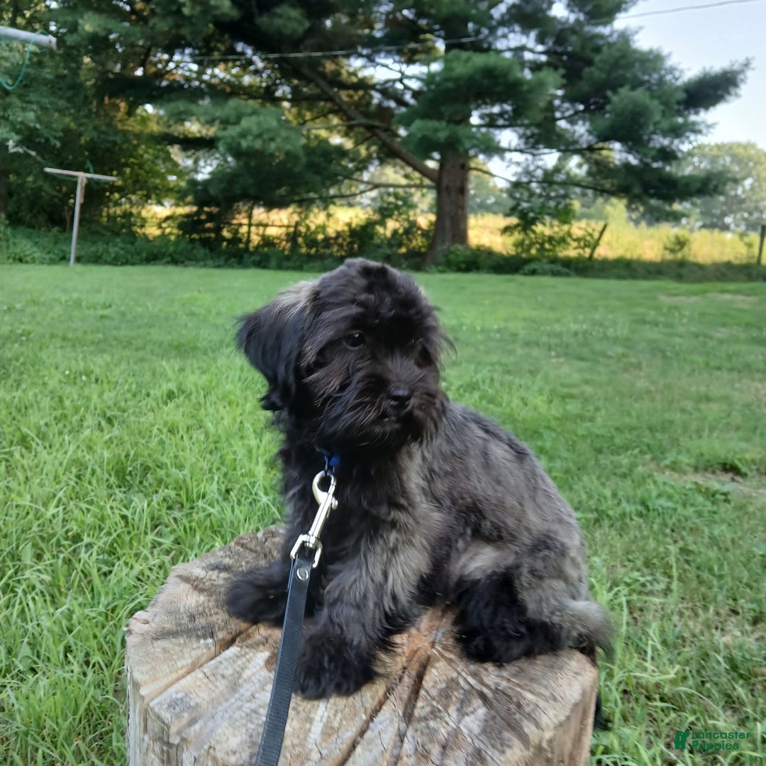 Shihpoo dogs for sale: Cheyenne - Image 4