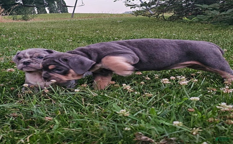 English Bulldog dogs for sale - Ad 4
