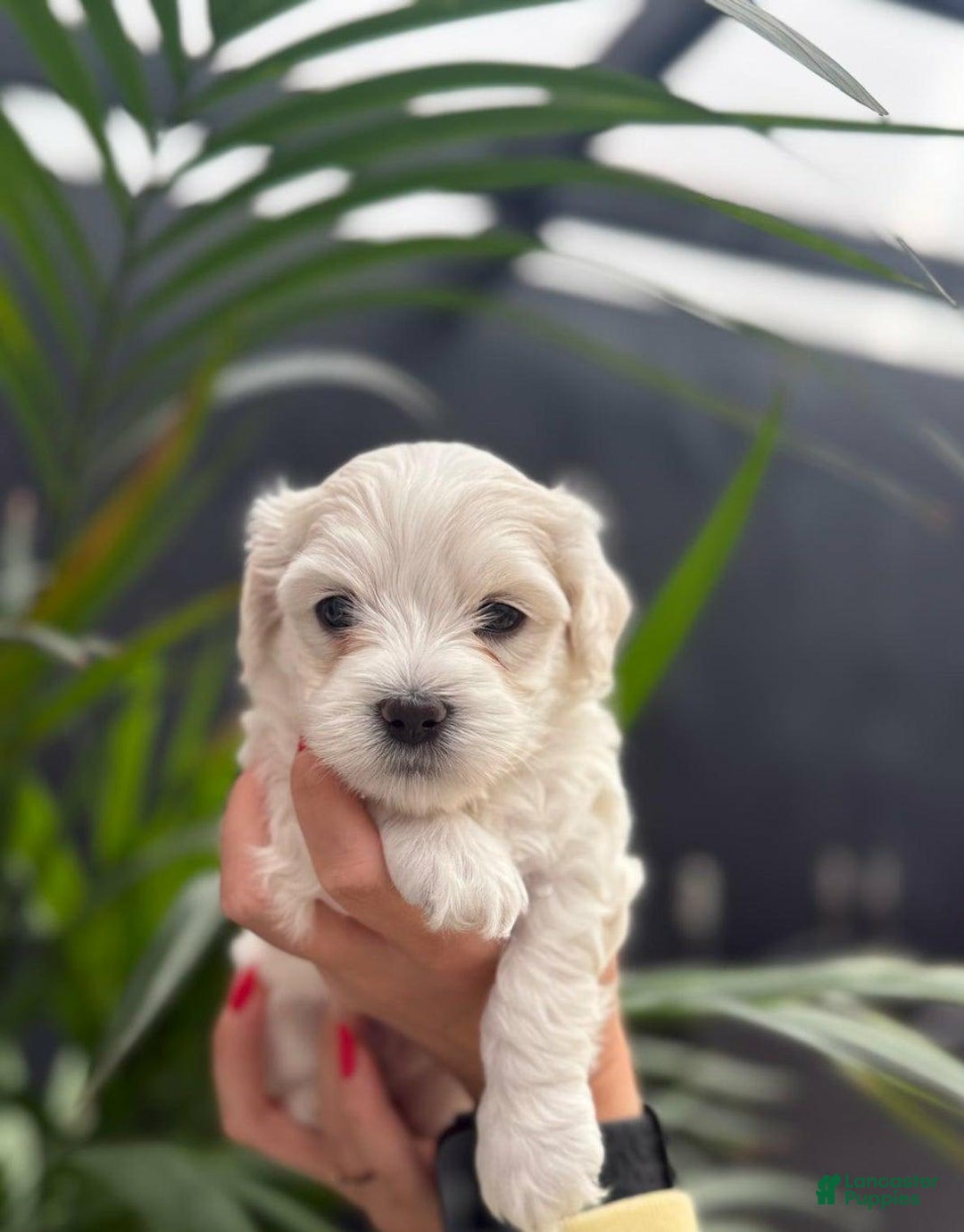 Maltipoo dogs for sale: Sally - Image 2