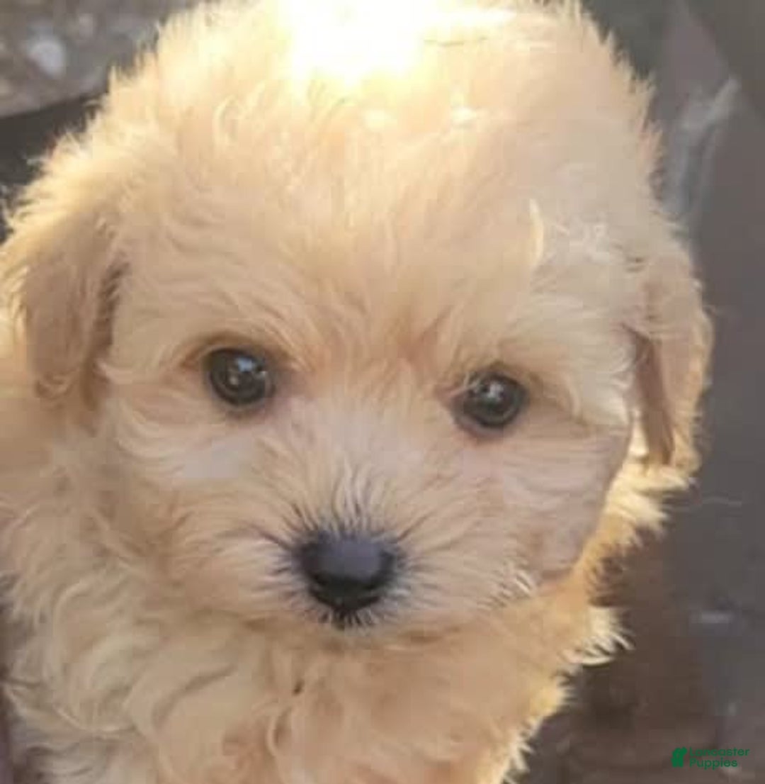 Maltipoo dogs for sale: Dulce - Image 2
