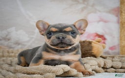 French Bulldog dogs for sale: Romeo - Image 10