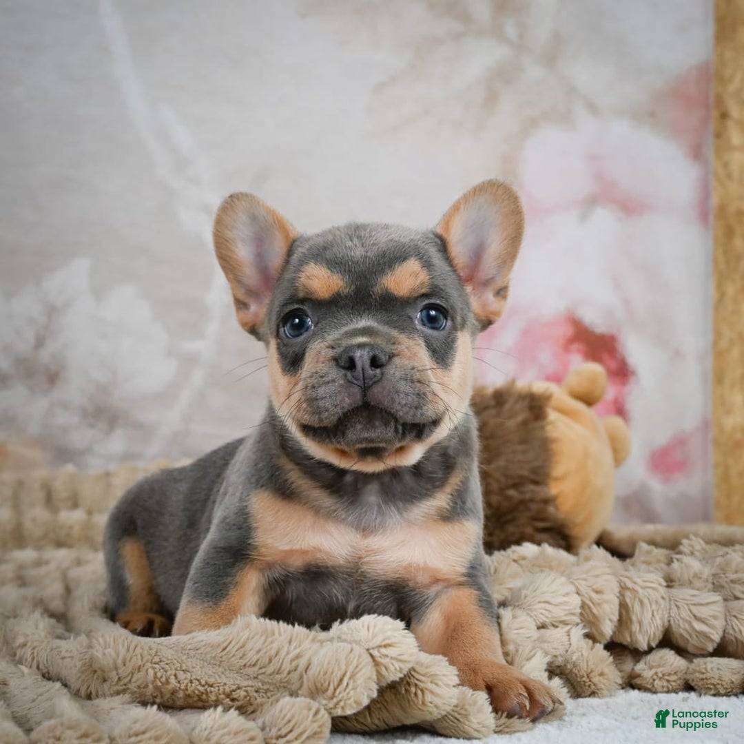 French Bulldog dogs for sale: Romeo - Image 10