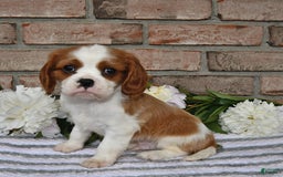 Cavalier King Charles Spaniel dogs for sale: Sparky - Image 14