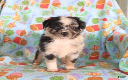  dogs for sale: Toy Australian Shepherd 3 puppies - Image 8