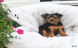 Yorkshire Terrier dogs for sale: Daisy - Image 2