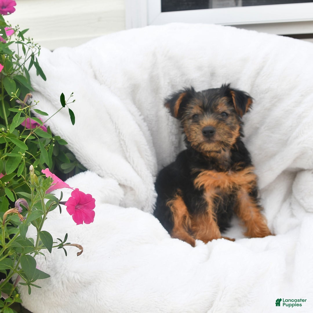Yorkshire Terrier dogs for sale: Daisy - Image 2