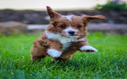 Cavapoo dogs for sale: Poppy - Image 4