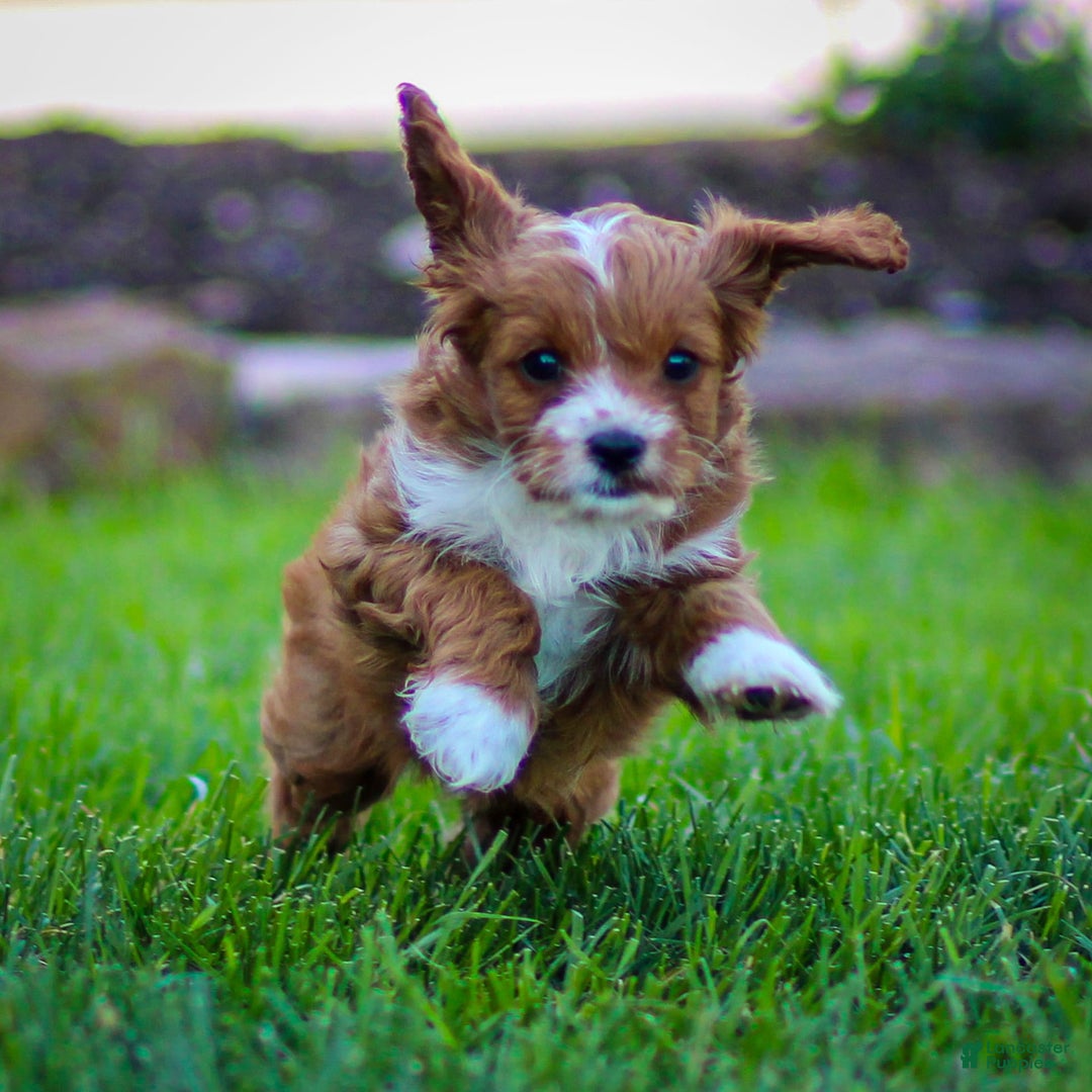 Cavapoo dogs for sale: Poppy - Image 4