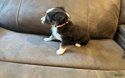 Miniature Australian Shepherd dogs for sale: Red Tri Female - Image 2