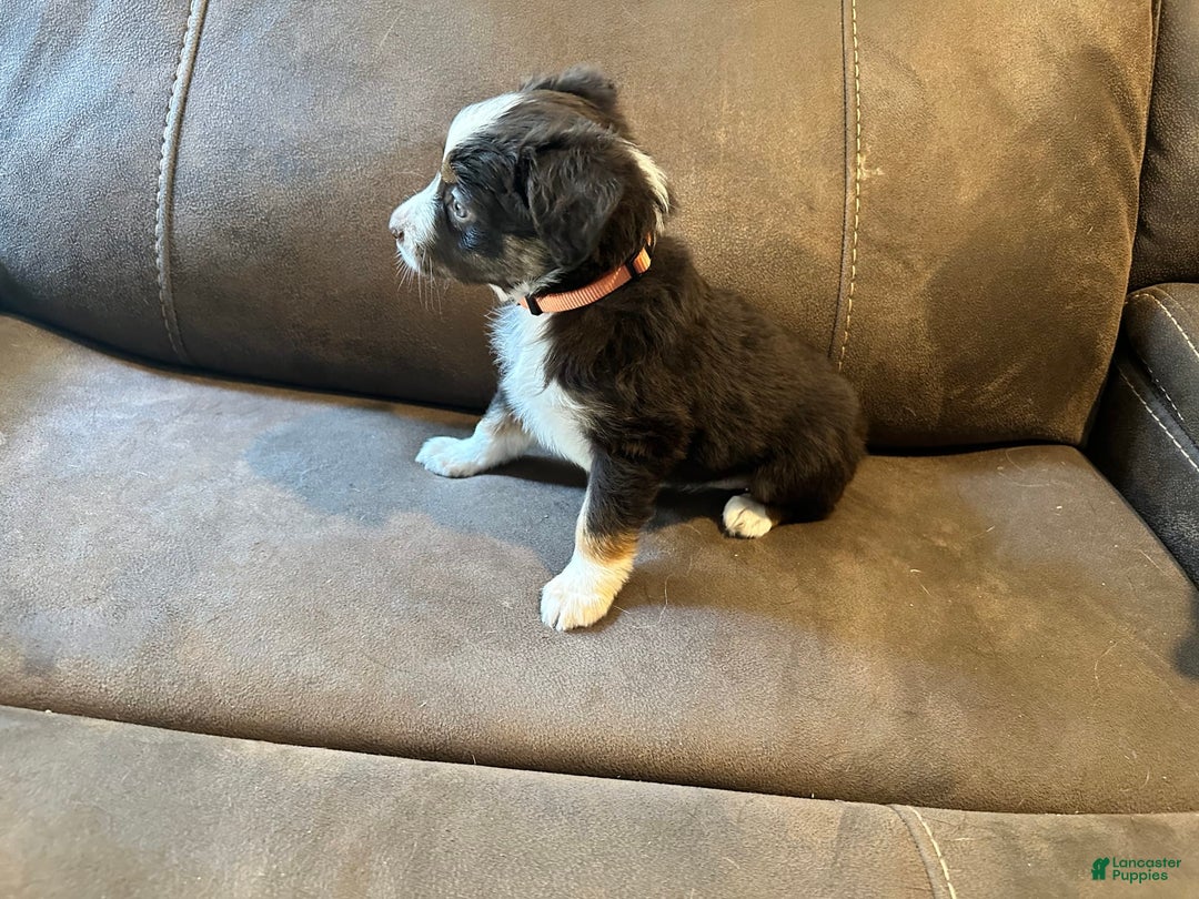 Miniature Australian Shepherd dogs for sale: Red Tri Female - Image 2