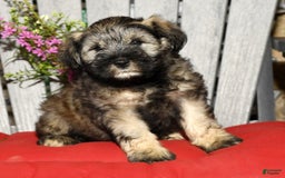 Miniature Schnauzer dogs for sale: Lilly - Image 1