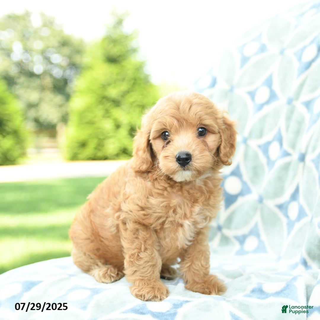 Cockapoo dogs for sale: Blueberry - Image 2