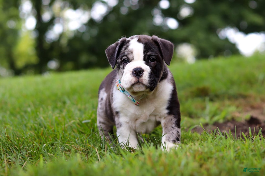 Beabull dogs for sale: Charlie - Image 5