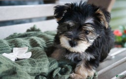 Morkie dogs for sale: Skipper - Image 13
