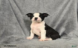 Boston Terrier dogs for sale: Levi - Image 5