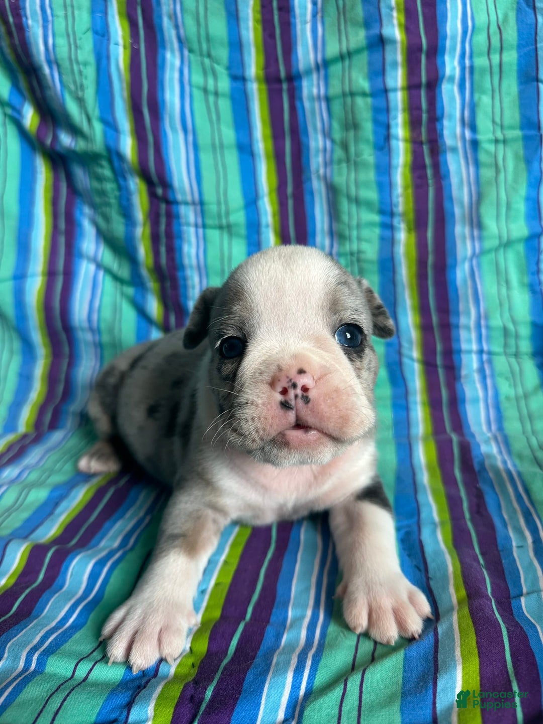 English Bulldog dogs for sale: Lucy - Image 3