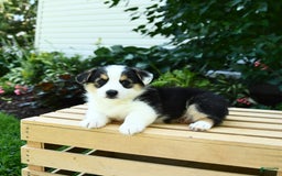 Welsh Corgi Pembroke dogs for sale: Casper - Image 7