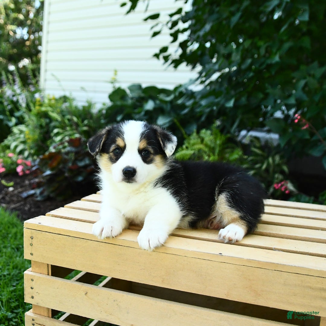 Welsh Corgi Pembroke dogs for sale: Casper - Image 7