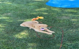 Golden Retriever dogs for sale: Sophie - Image 2