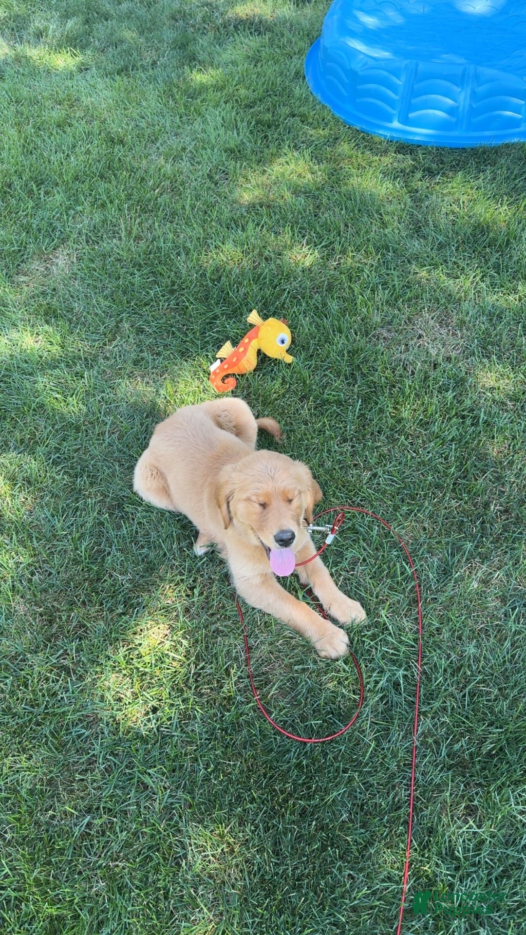 Golden Retriever dogs for sale: Sophie - Image 2