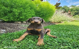 Doberman Pinscher dogs for sale: Doberman Pinscher 9 puppies - Image 8