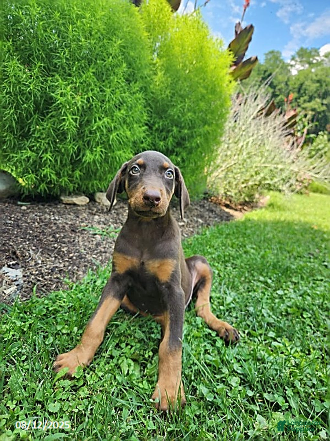 Doberman Pinscher dogs for sale: Doberman Pinscher 9 puppies - Image 8