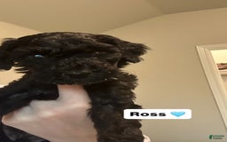 Standard Poodle dogs for sale: Ross - Image 2