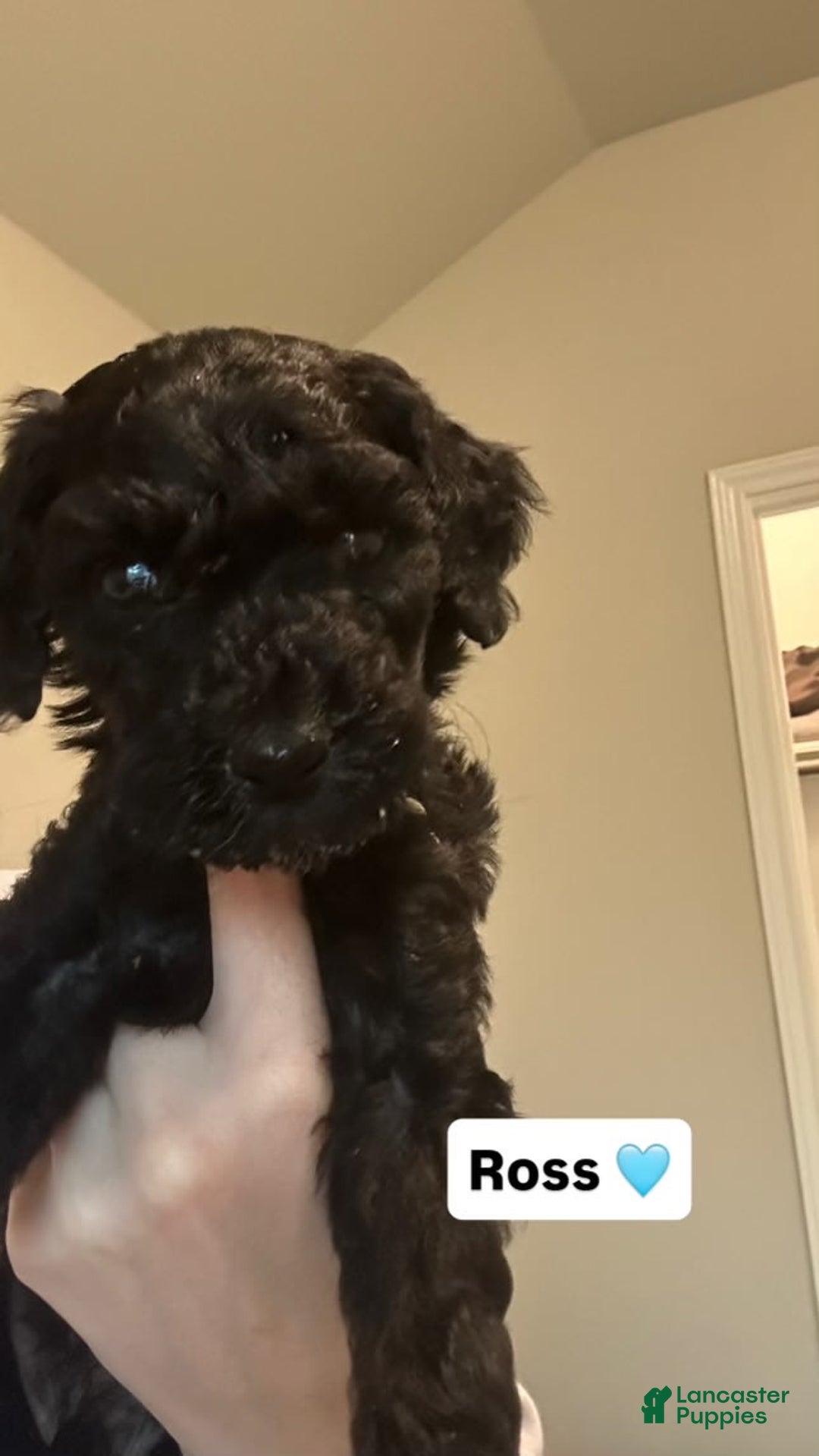 Standard Poodle dogs for sale: Ross - Image 2