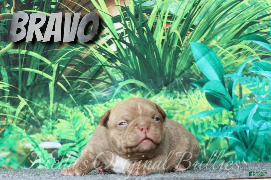American Bully dogs for sale: Bravo - Image 9
