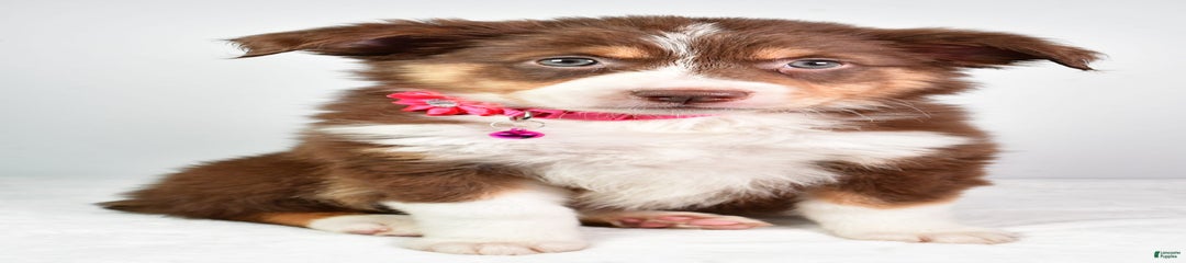 Sadie