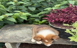 Collie dogs for sale: Albie - Image 9