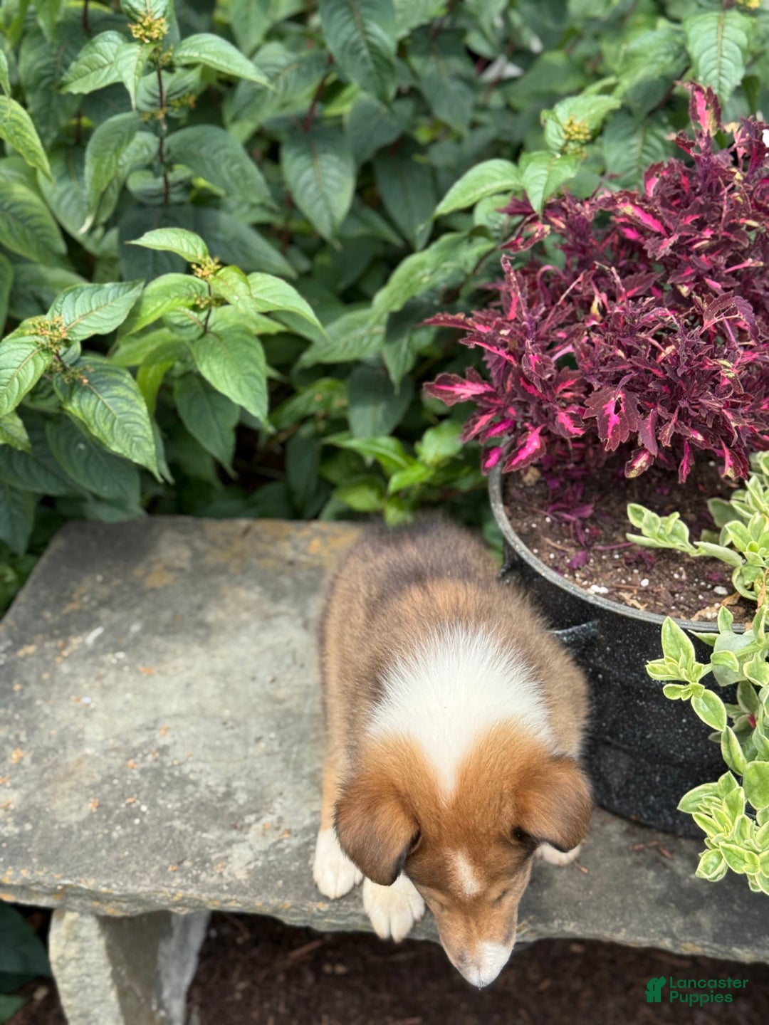 Collie dogs for sale: Albie - Image 9