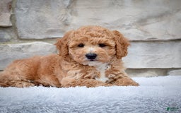 Mini Goldendoodle dogs for sale: Petite Mr. Alex - Image 5