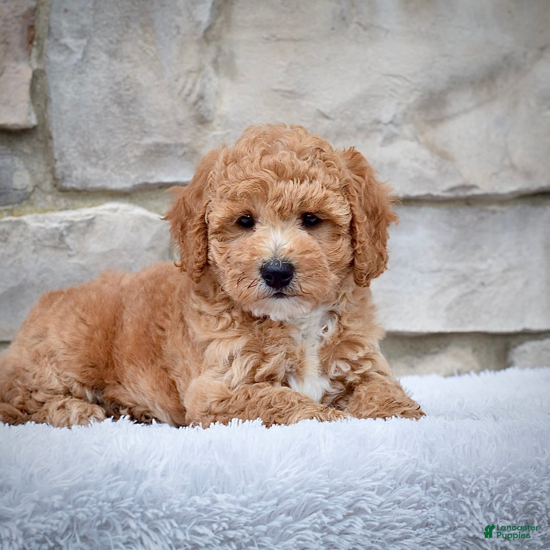 Mini Goldendoodle dogs for sale: Petite Mr. Alex - Image 5