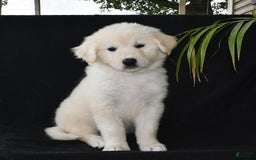Golden Retriever dogs for sale: Kasey - Image 1