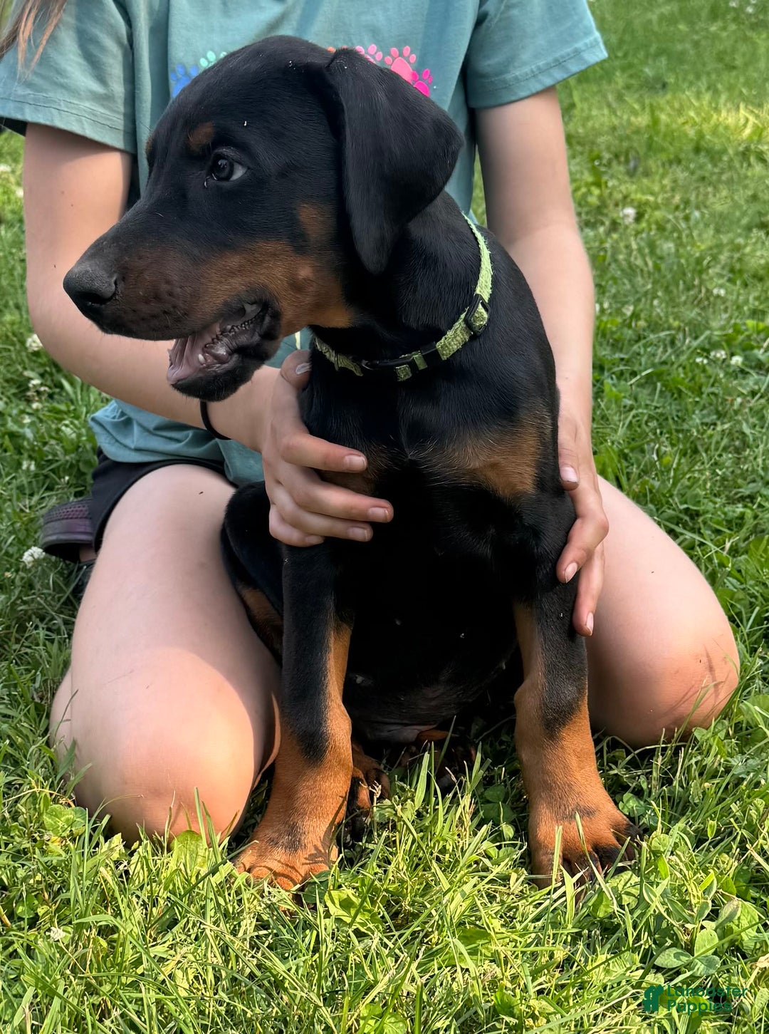 Doberman Pinscher dogs for sale: Mr. Green - Image 3